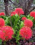 Scadoxus multiflorus subsp. multiflorus