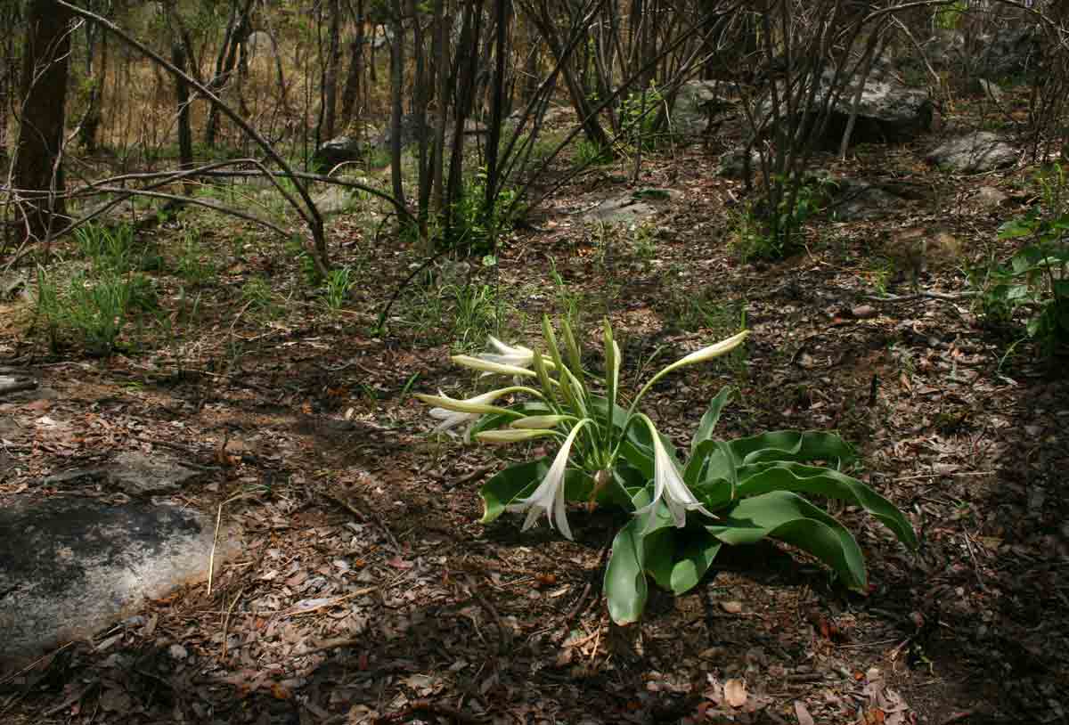 Crinum crassicaule