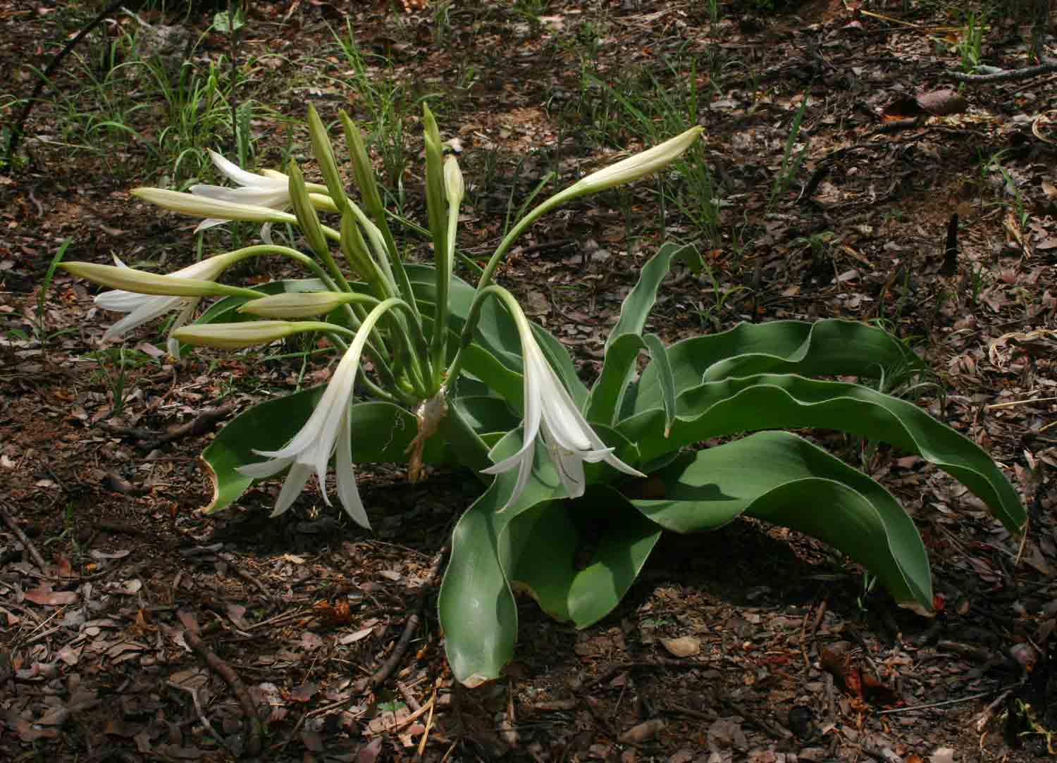 Crinum crassicaule Crinum crassicaule
