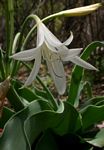 Crinum crassicaule