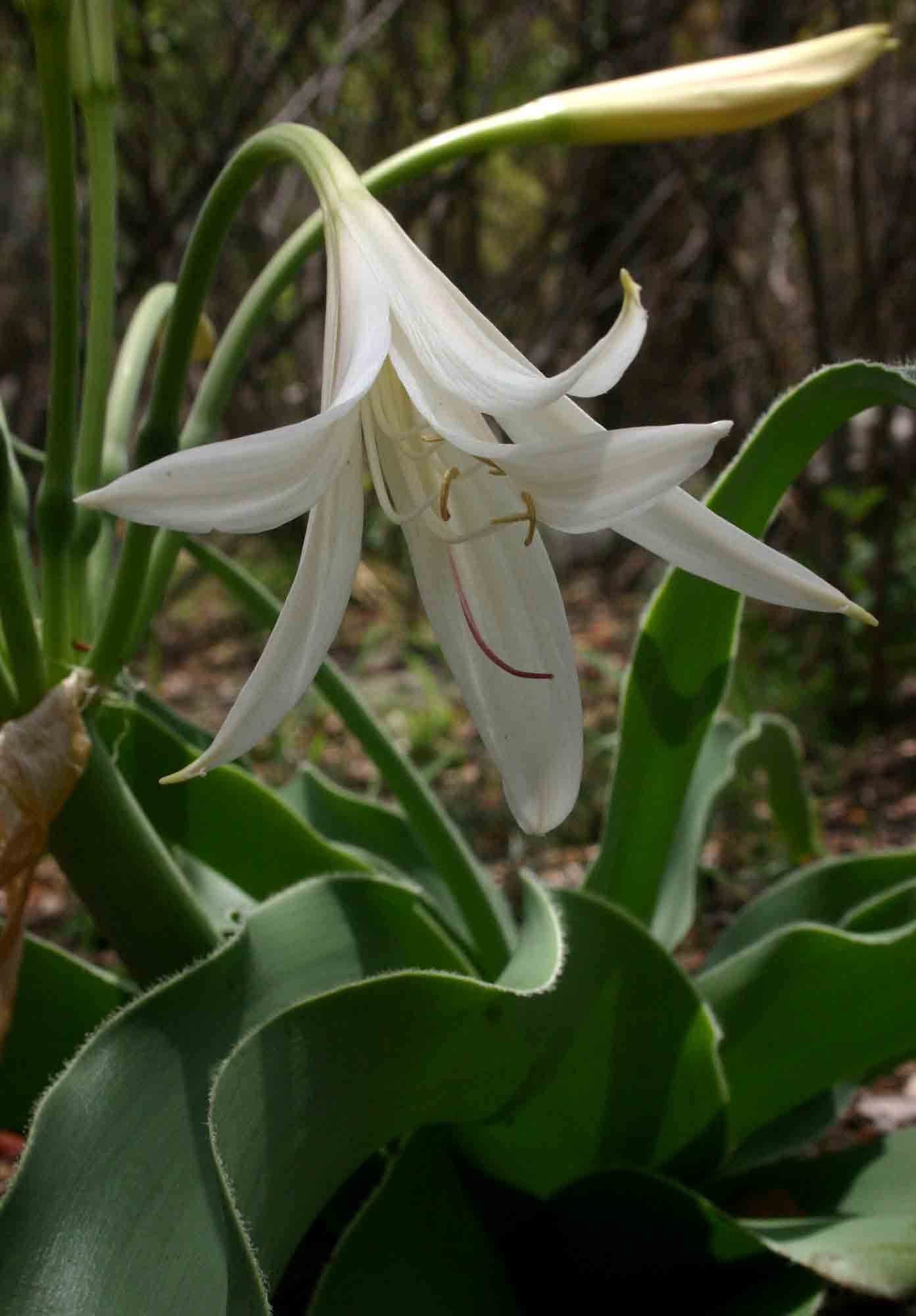 Crinum crassicaule