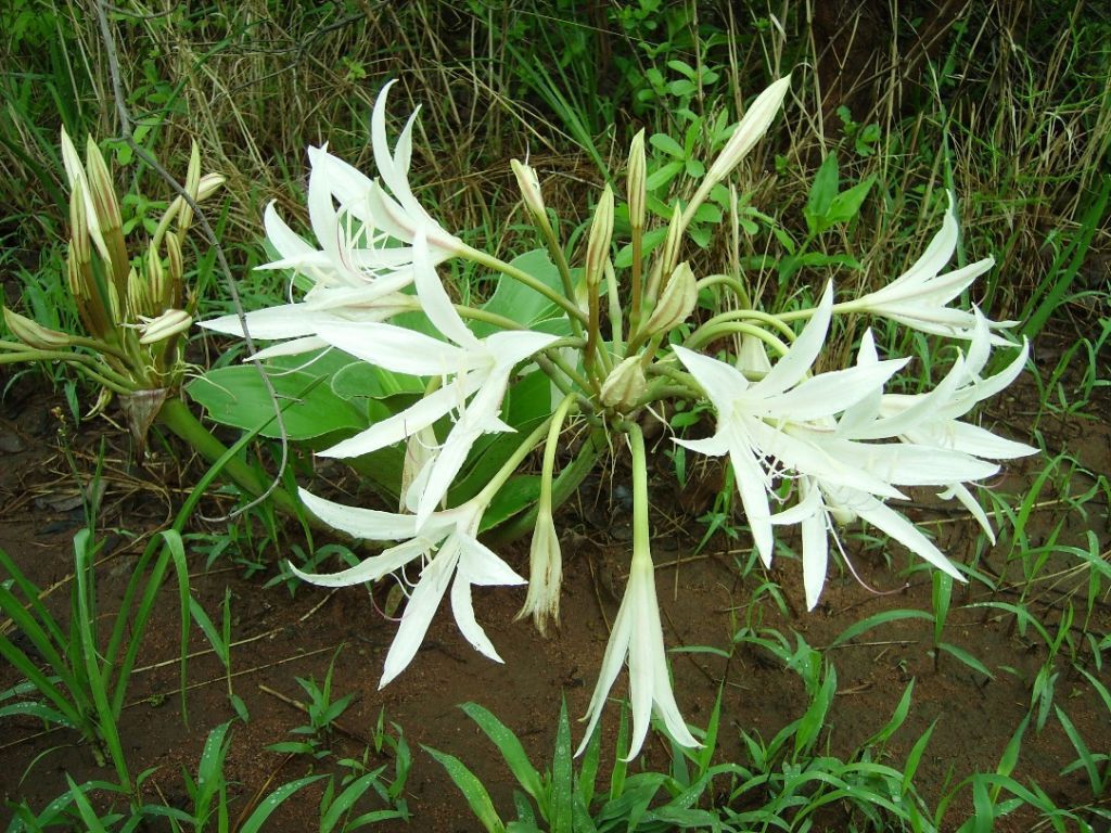 Crinum crassicaule Crinum crassicaule
