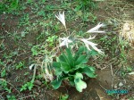 Crinum crassicaule