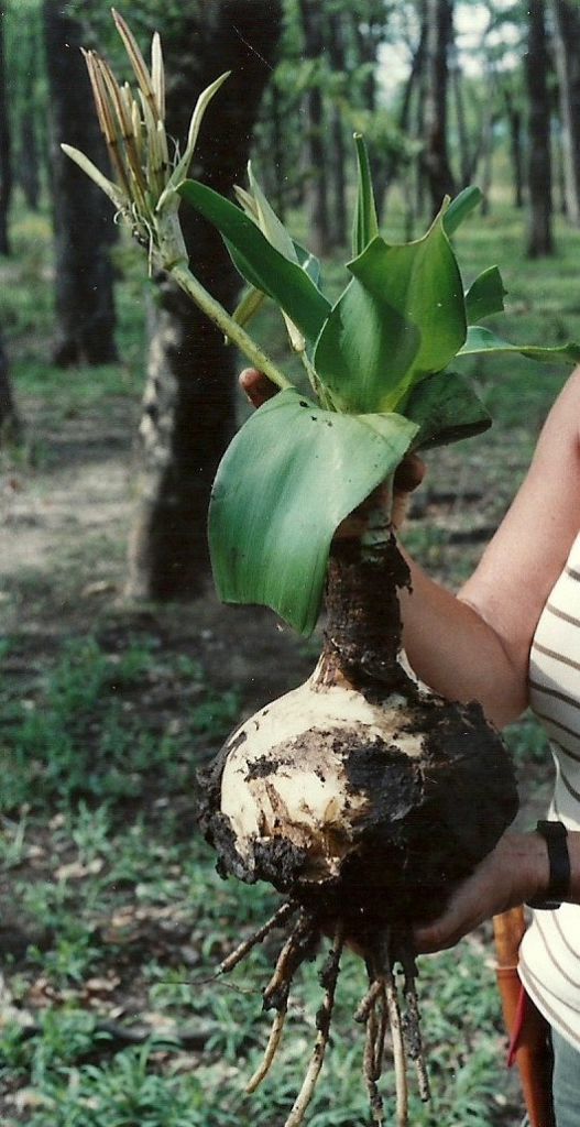 Crinum crassicaule Crinum crassicaule