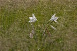 Crinum crassicaule