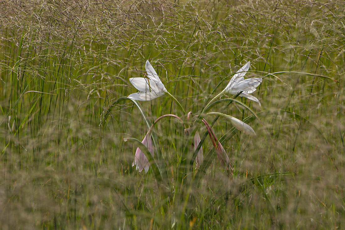 Crinum crassicaule Crinum crassicaule