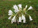 Crinum macowanii