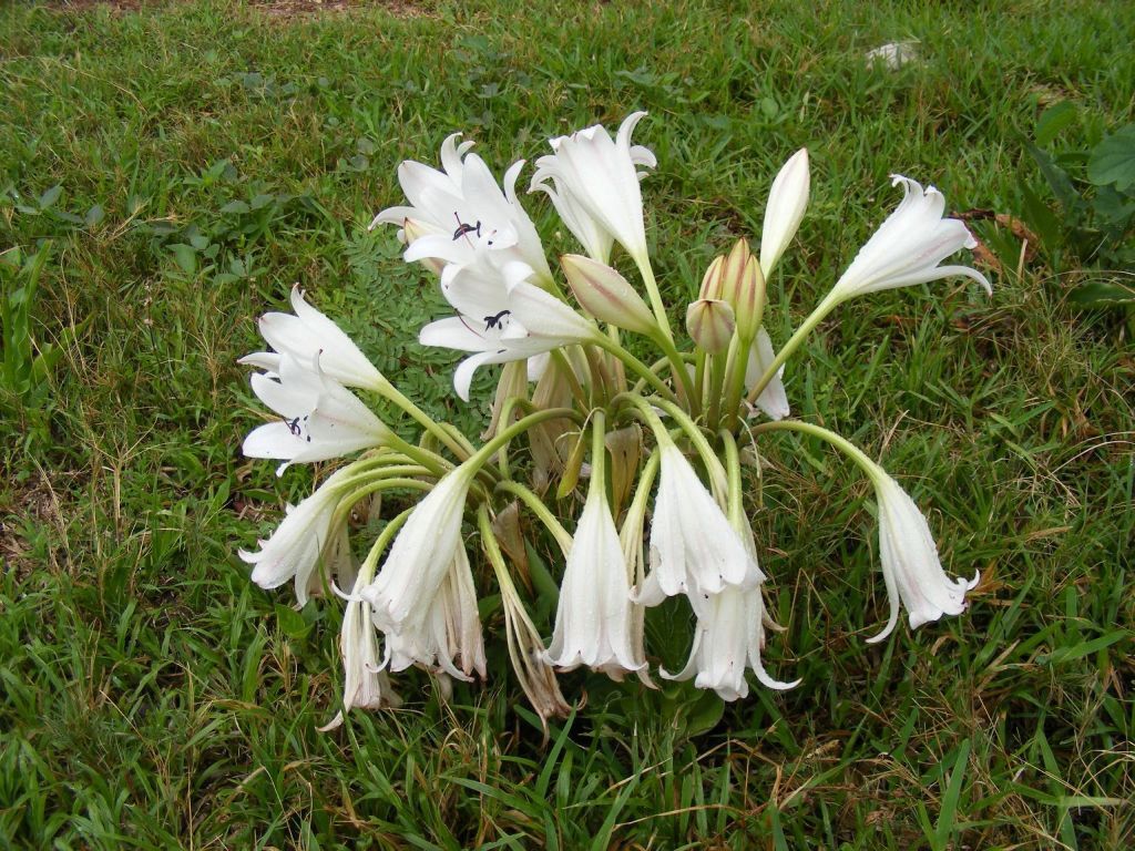 Crinum macowanii