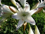 Crinum macowanii