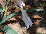 Crinum macowanii