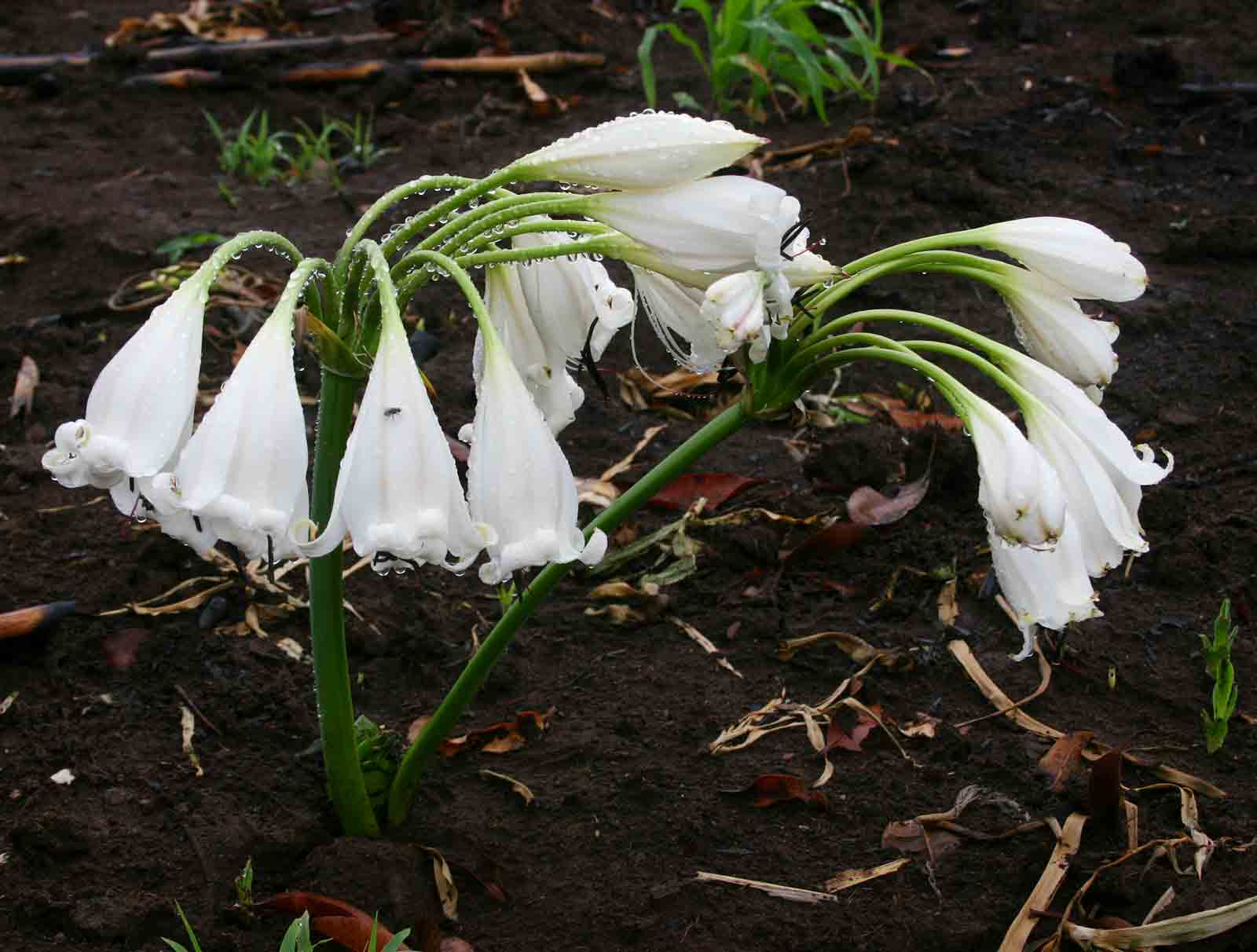 Crinum macowanii