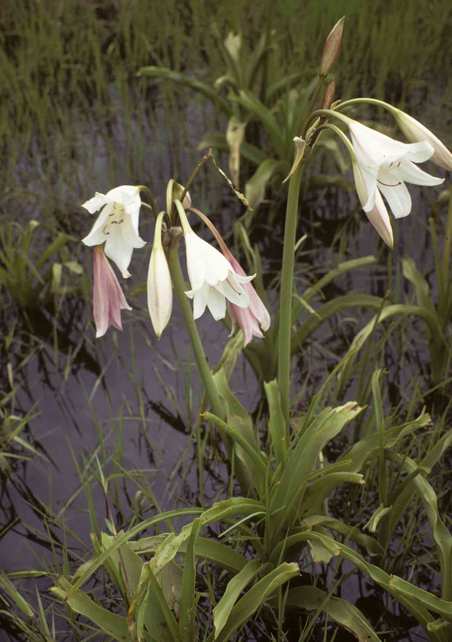 Crinum paludosum Crinum paludosum