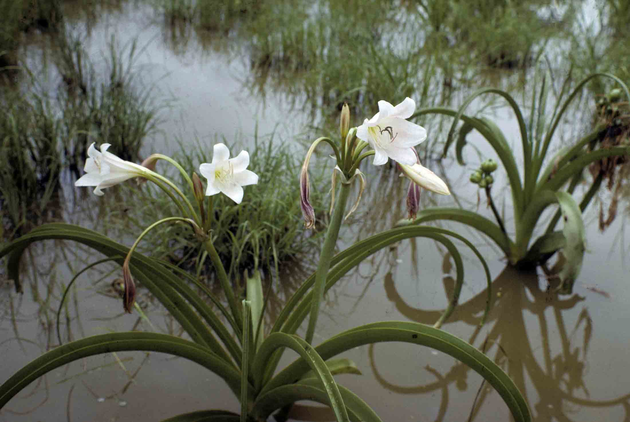 Crinum paludosum