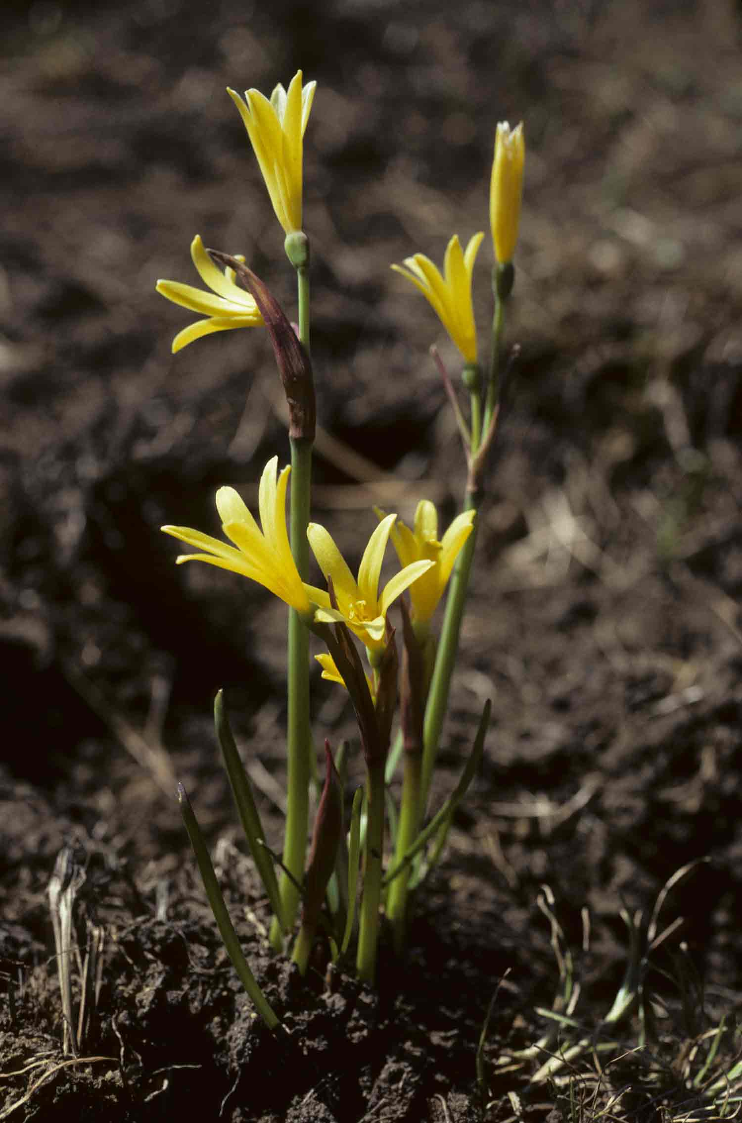 Cyrtanthus breviflorus Cyrtanthus breviflorus