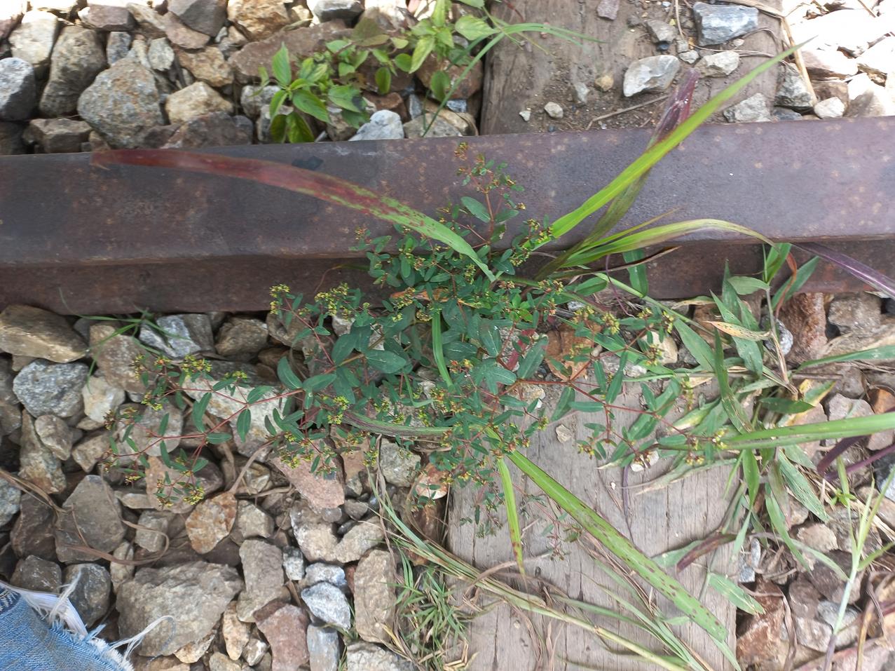 Euphorbia zambesiana