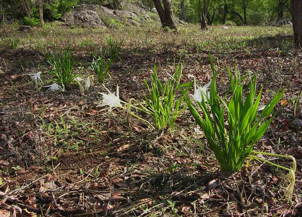 Pancratium tenuifolium Pancratium tenuifolium