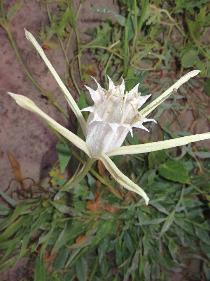 Pancratium tenuifolium