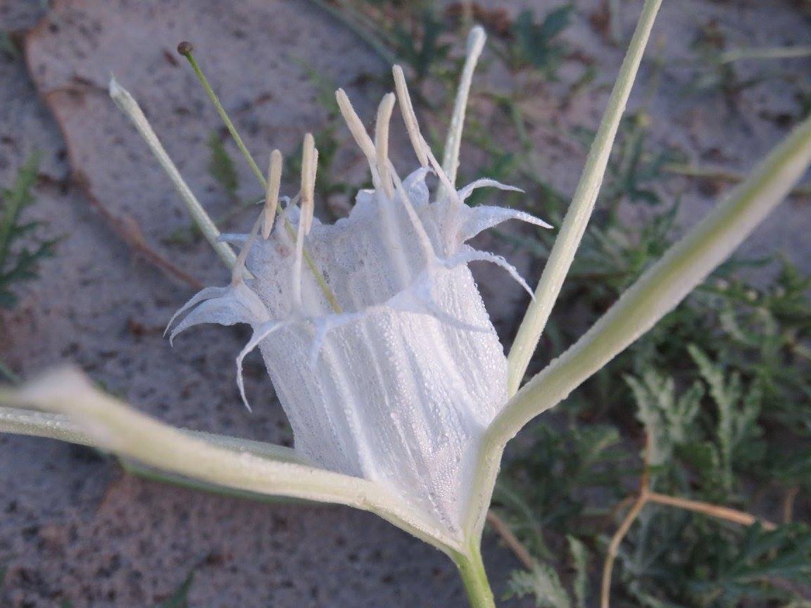 Pancratium tenuifolium