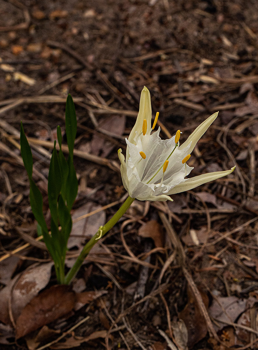 Pancratium tenuifolium