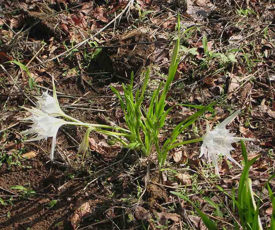 Pancratium tenuifolium