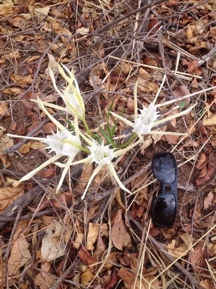 Pancratium tenuifolium