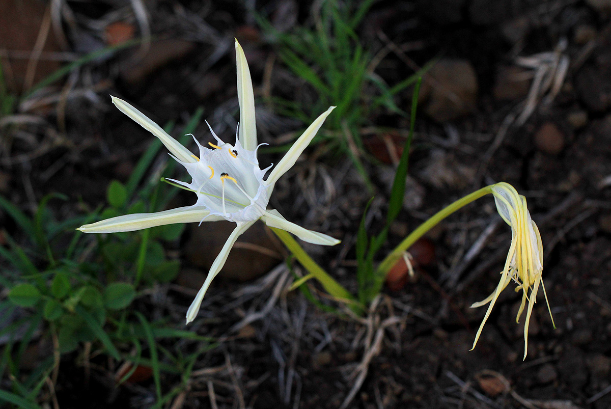 Pancratium tenuifolium