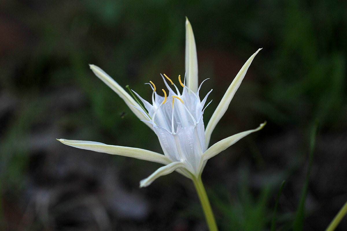 Pancratium tenuifolium