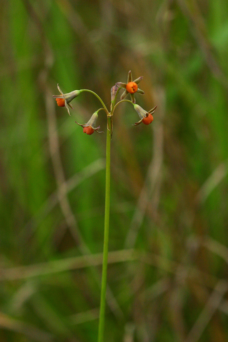 Tulbaghia alliacea