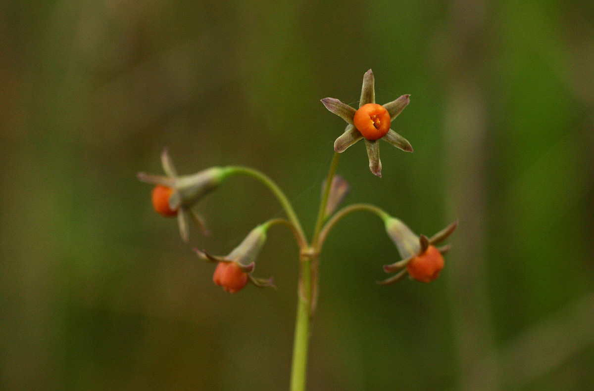 Tulbaghia alliacea