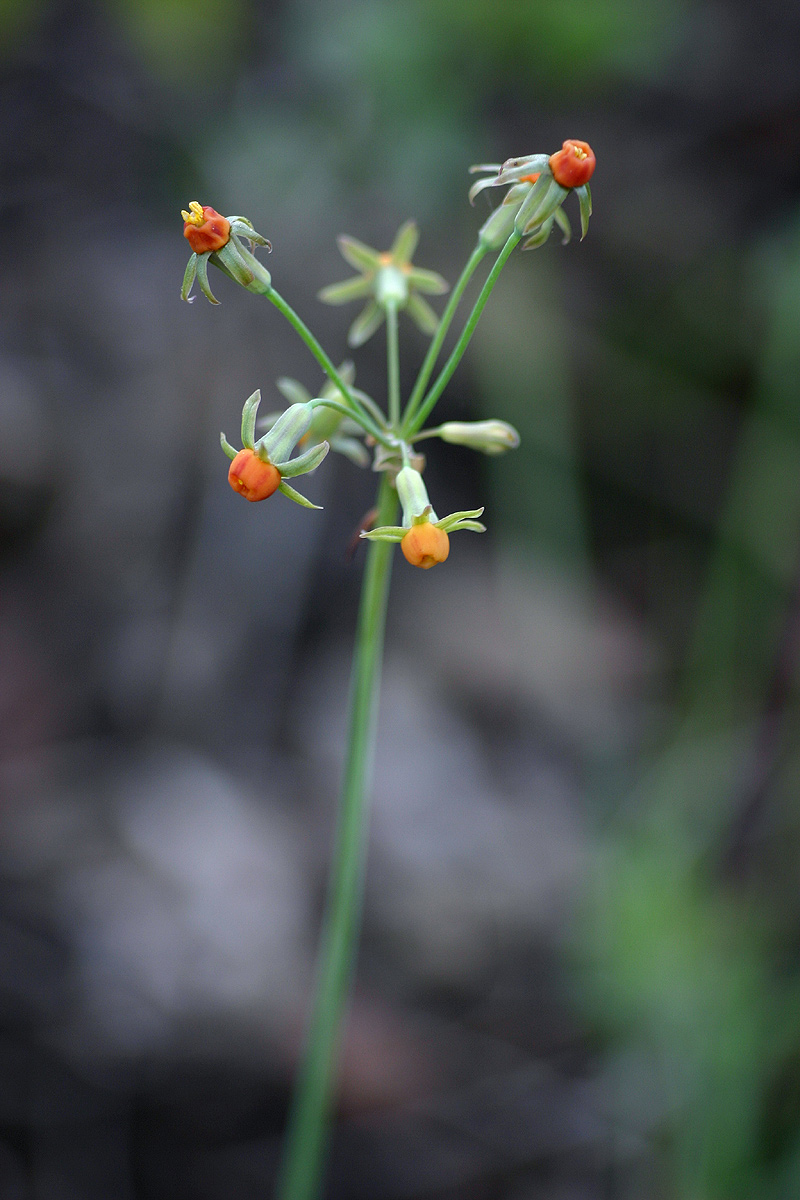 Tulbaghia alliacea