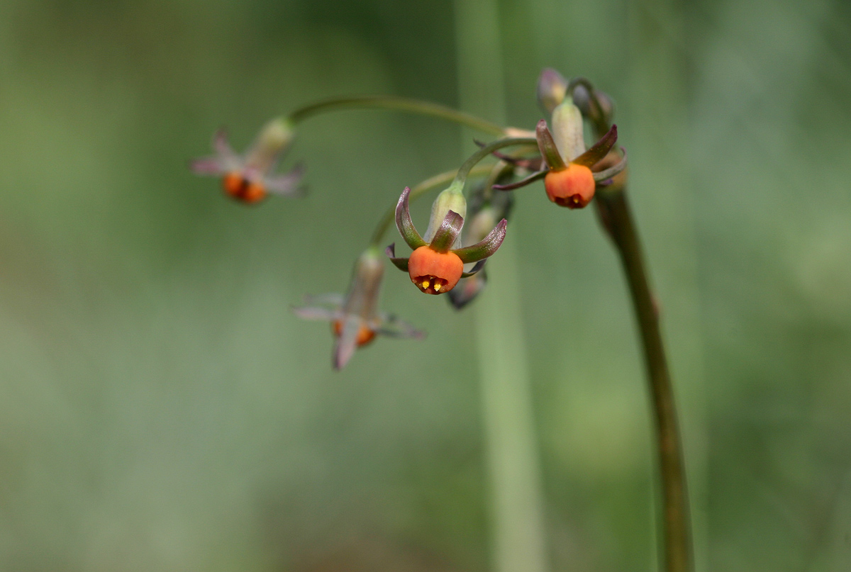 Tulbaghia alliacea