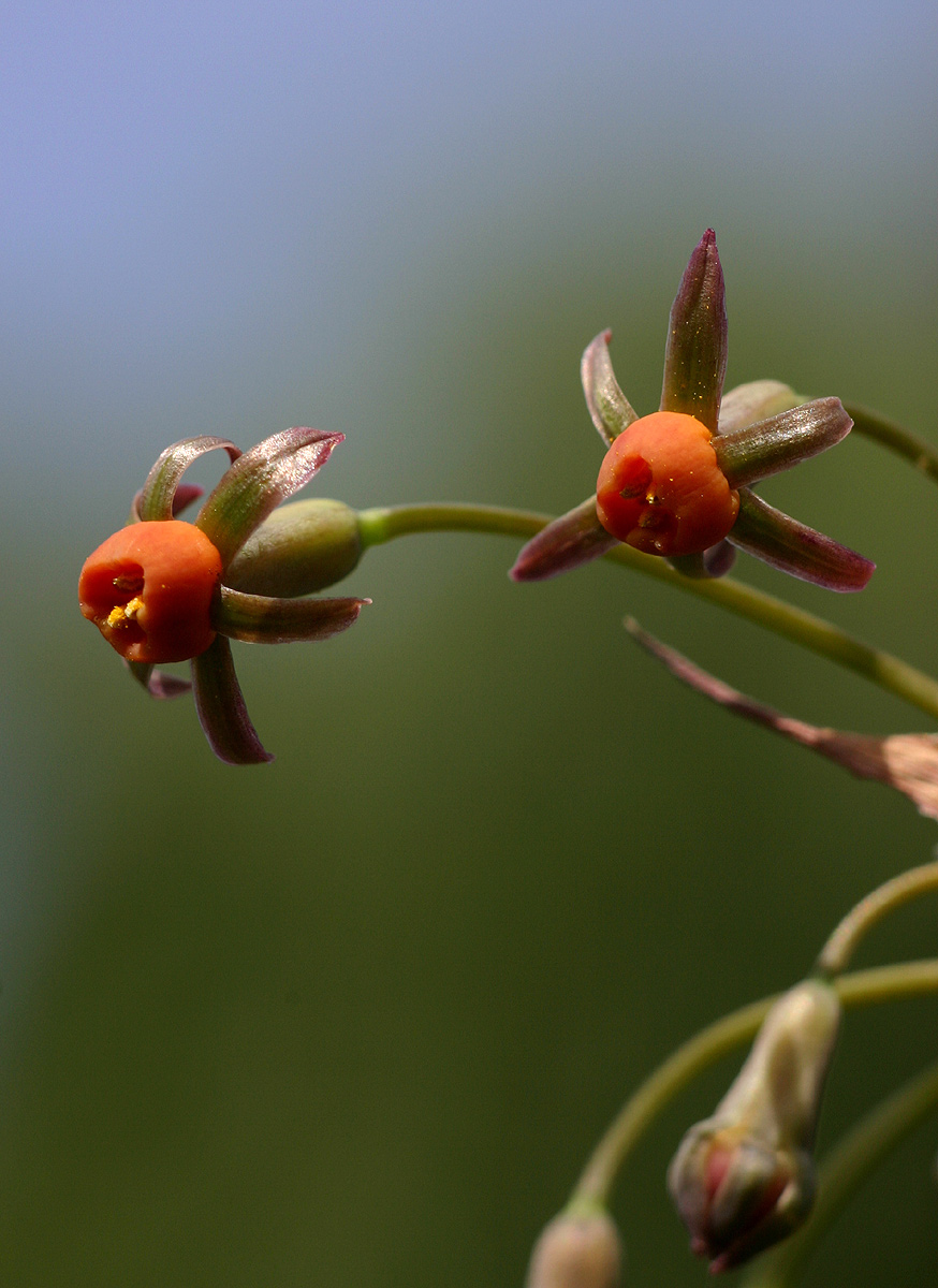 Tulbaghia alliacea