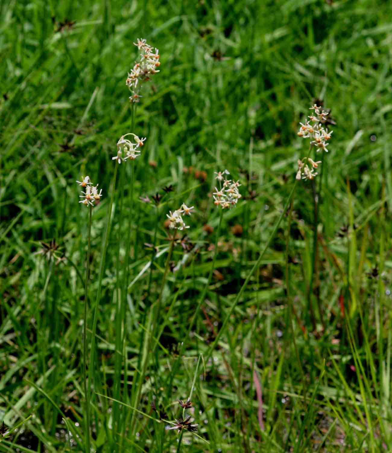 Tulbaghia leucantha