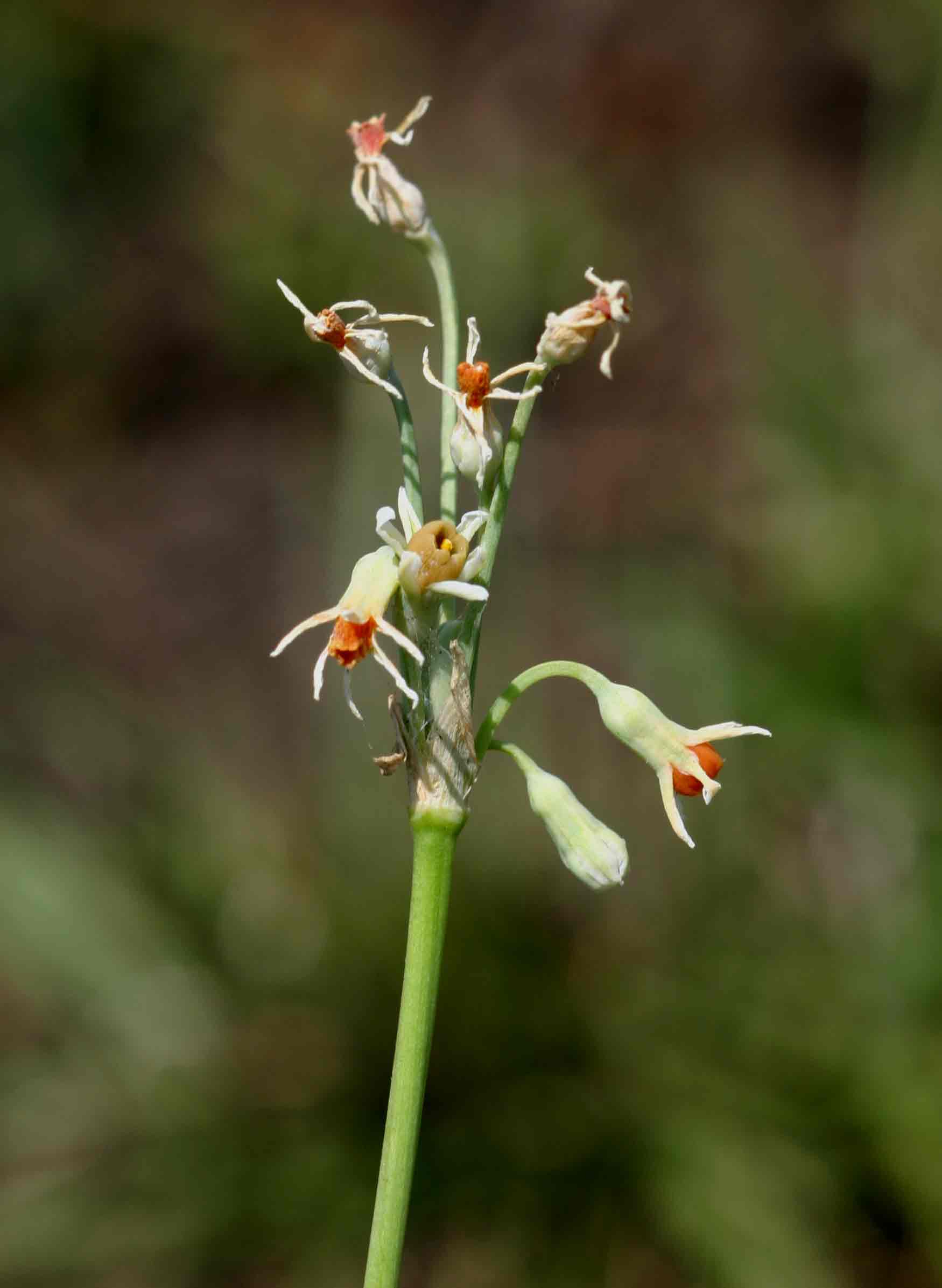 Tulbaghia leucantha Tulbaghia leucantha