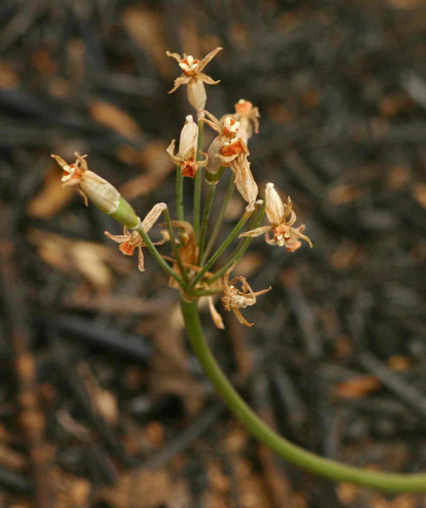 Tulbaghia leucantha Tulbaghia leucantha