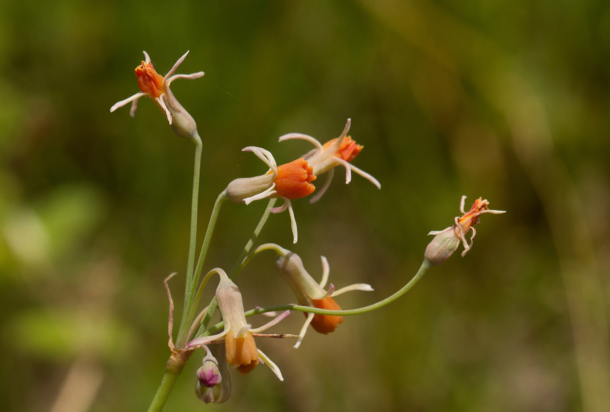 Tulbaghia leucantha