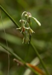 Tulbaghia leucantha