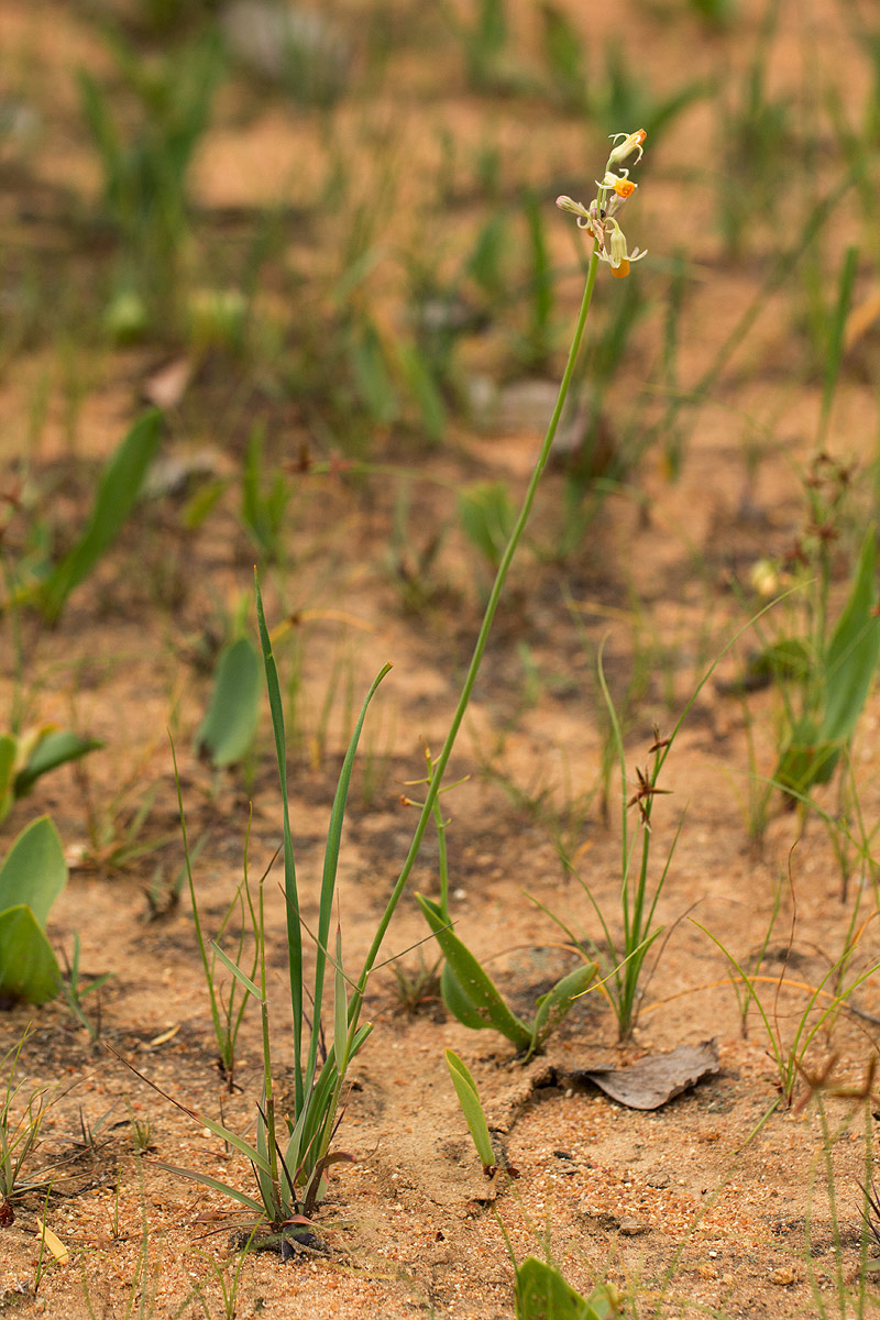 Tulbaghia leucantha