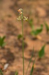 Tulbaghia leucantha