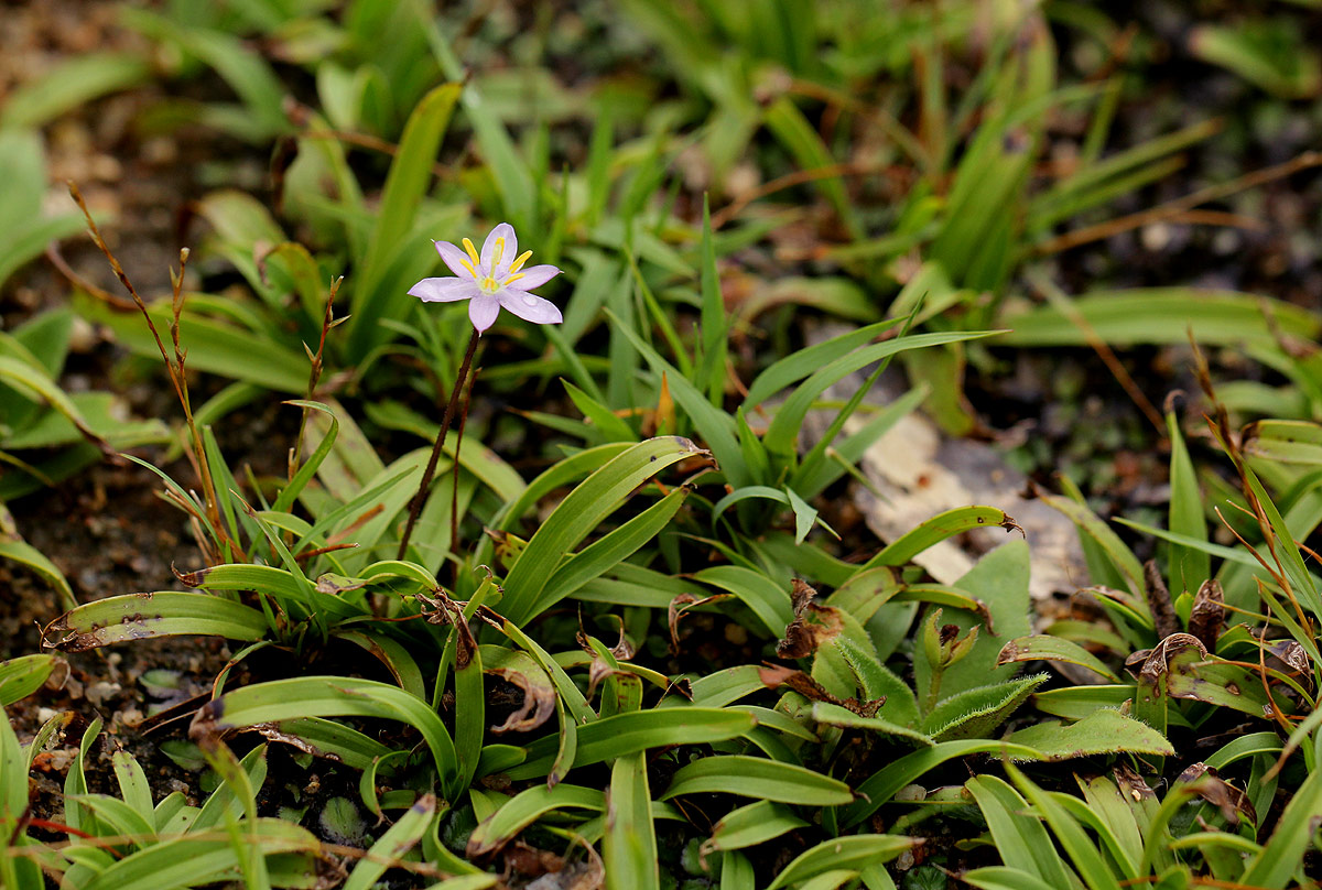 Xerophyta humilis Xerophyta humilis
