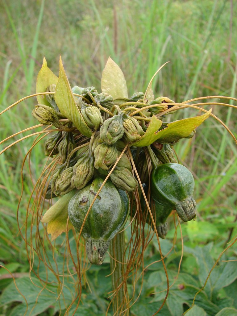 Tacca leontopetaloides