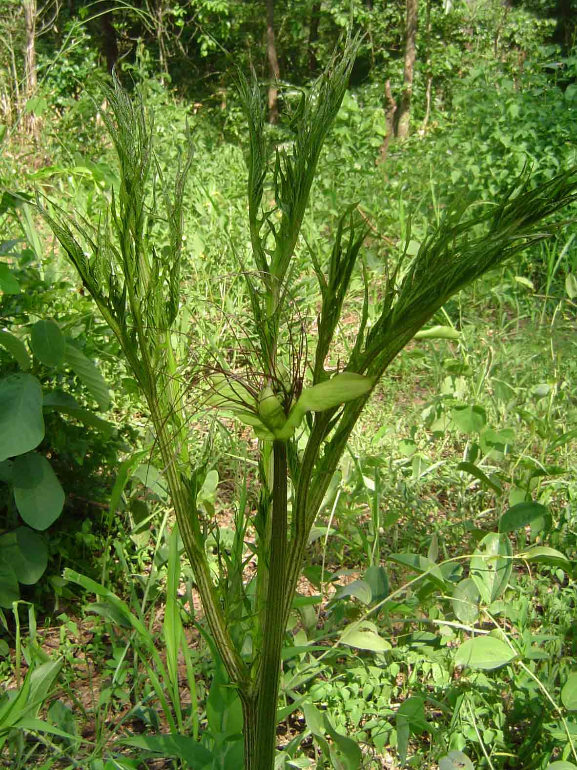 Tacca leontopetaloides