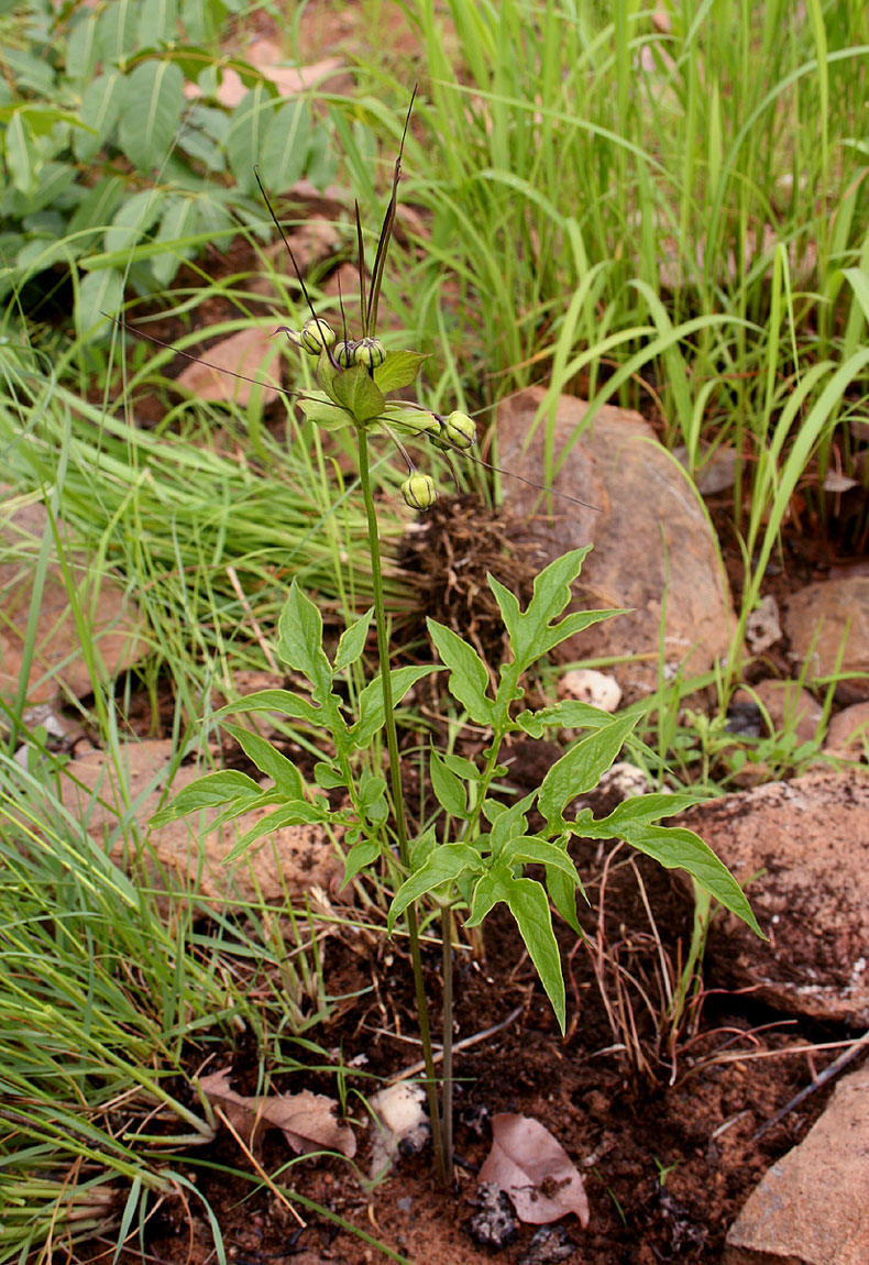Tacca leontopetaloides