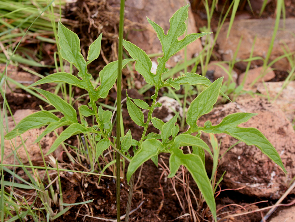 Tacca leontopetaloides