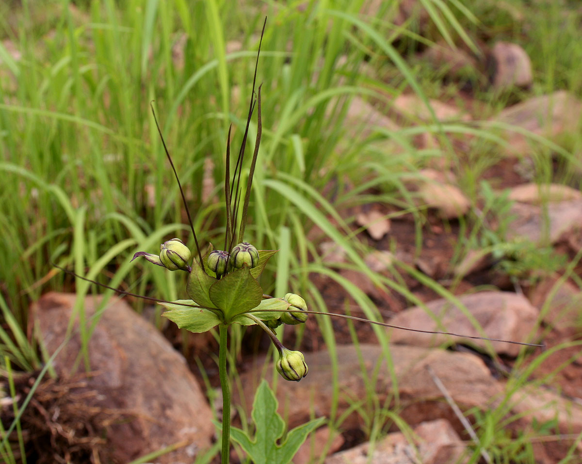 Tacca leontopetaloides