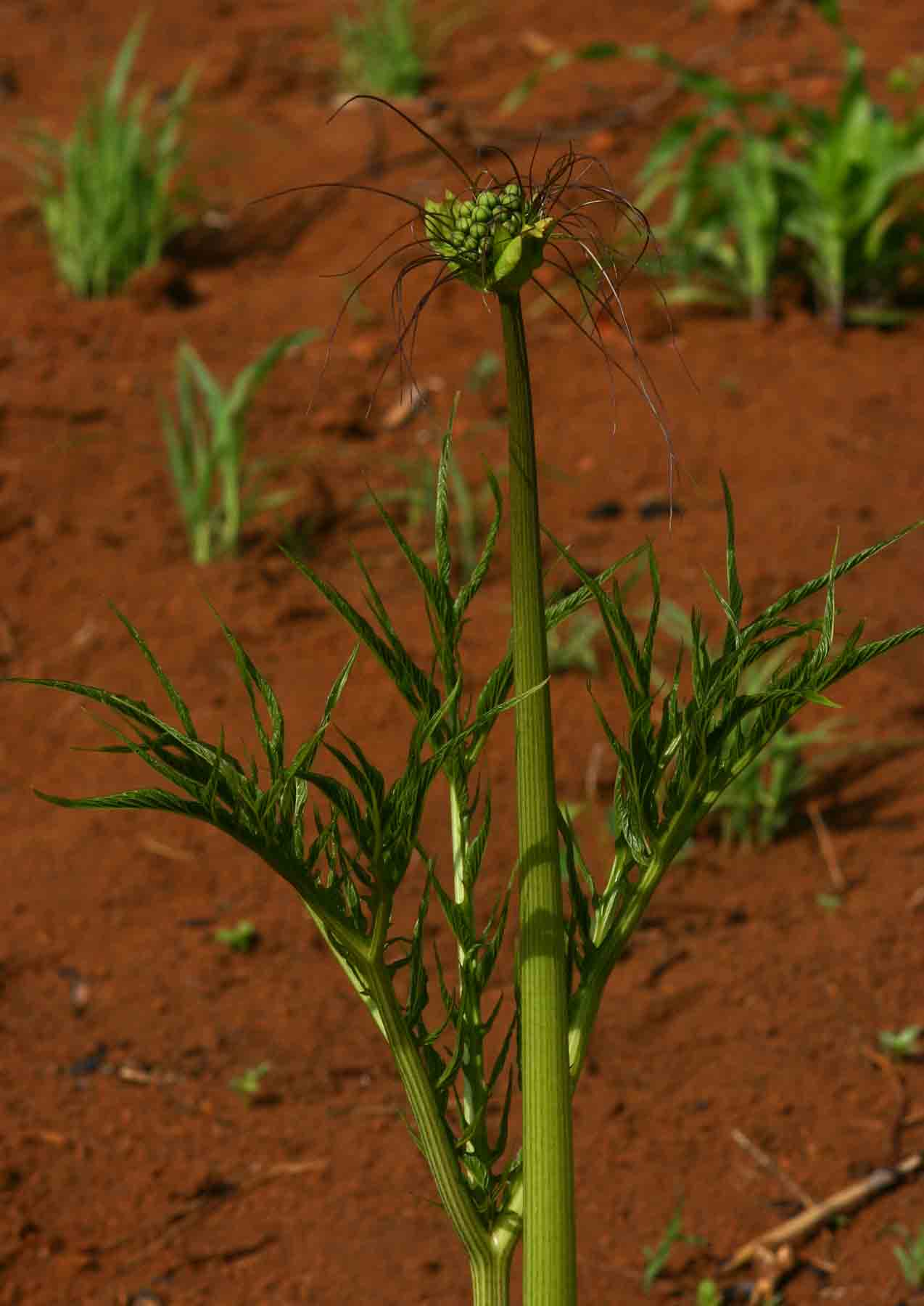 Tacca leontopetaloides