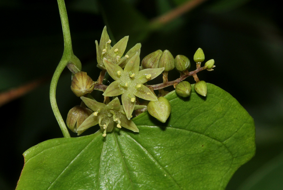 Dioscorea buchananii subsp. buchananii