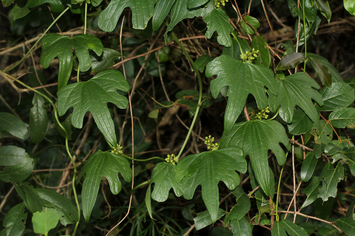 Dioscorea buchananii subsp. buchananii