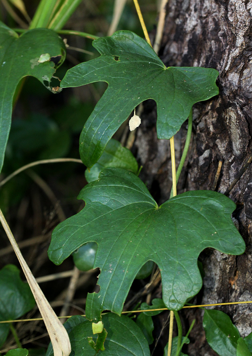 Dioscorea buchananii subsp. buchananii