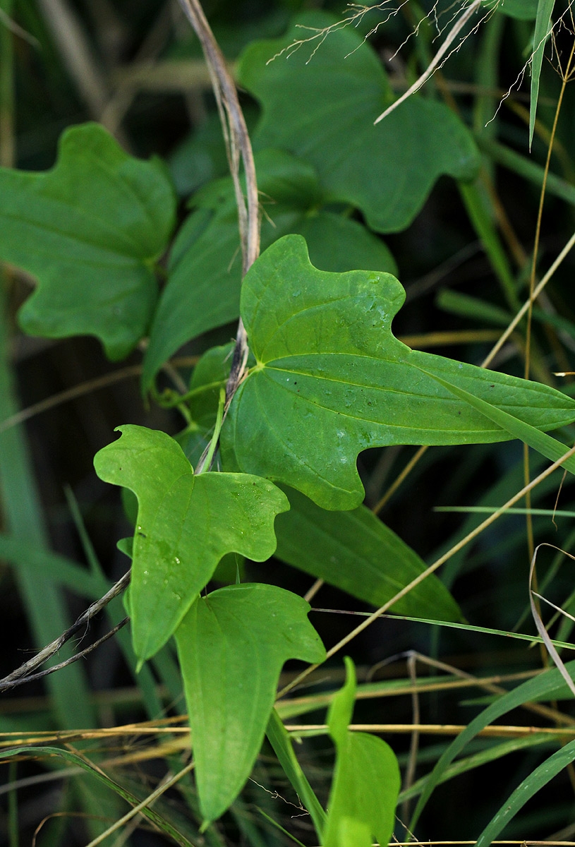 Dioscorea buchananii subsp. buchananii